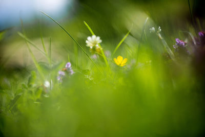 Close-up of plants