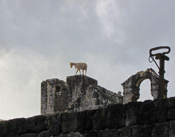 Low angle view of goat on top of old ruin against sky