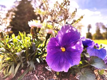 flower