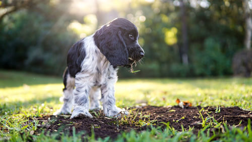 Black dog looking away on field