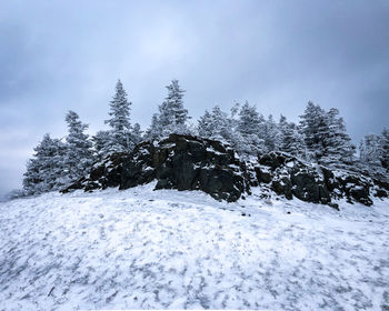 Pine trees on snow covered field against sky