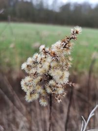 Close-up of wilted plant on field