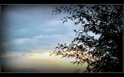 Tree against sky during sunset