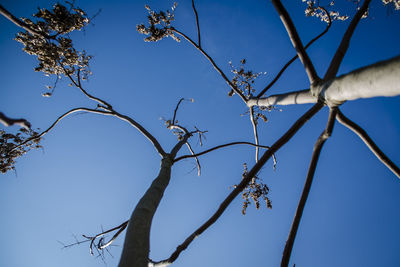 Low angle view of bare tree against clear blue sky