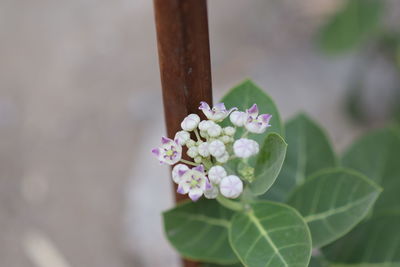 Close-up of pink flowering plant