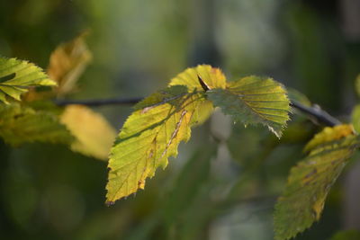 Close-up of maple leaf