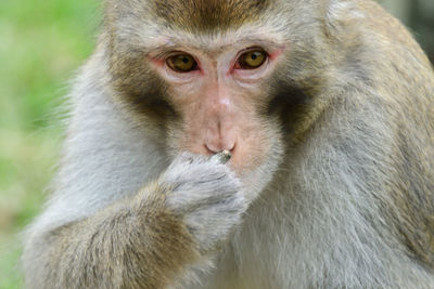 Close-up of monkey