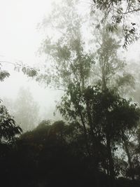 Trees against sky