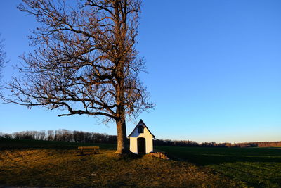 Tree on field against clear sky