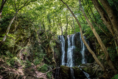 Scenic view of waterfall in forest