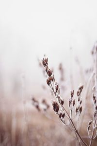 Close-up of wilted plant on field