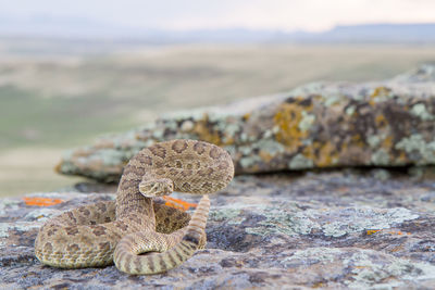 Close-up of lizard on rock