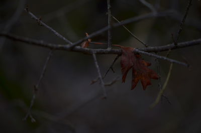 Close-up of autumn leaves on twig