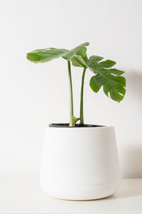 Close-up of potted plant on table against white background