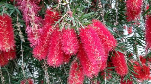 Close-up of pine tree in winter