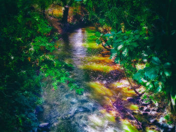 Full frame shot of trees in forest