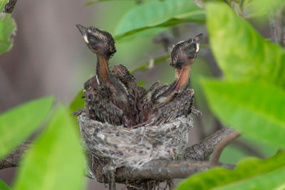 Close-up of birds in nest