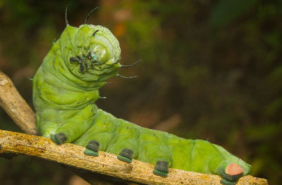 Close-up of green lizard on plant