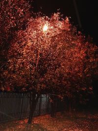 Illuminated trees in park at night