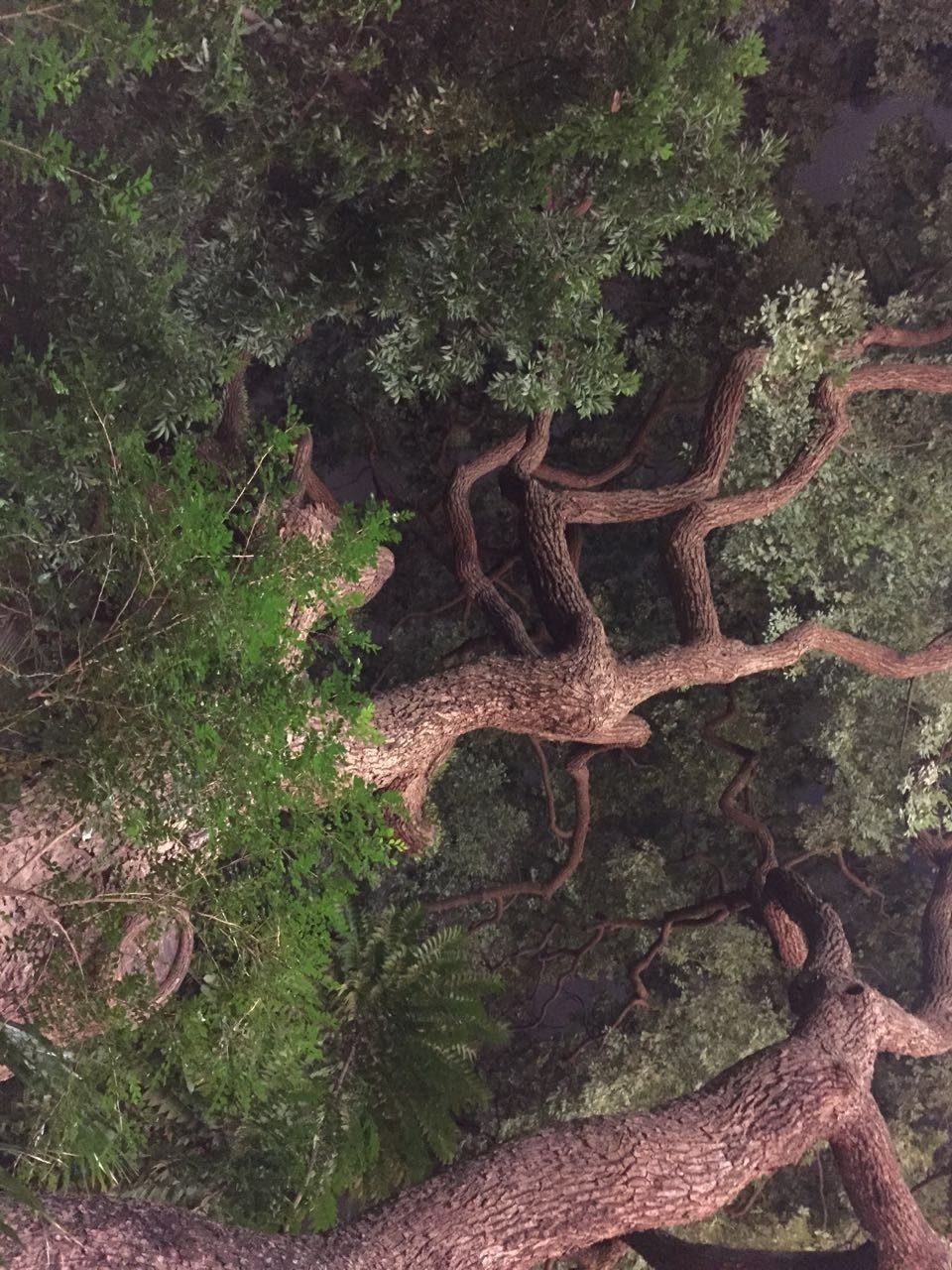 growth, plant, tree, high angle view, nature, outdoors, day, tranquility, no people, green color, sunlight, beauty in nature, wood - material, tree trunk, field, branch, old, rock - object, growing, forest