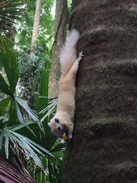 Low angle view of cat on tree