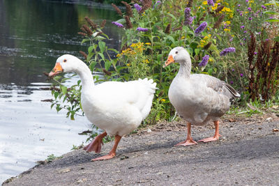 White duck in lake