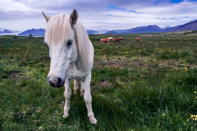 Horse standing in a field