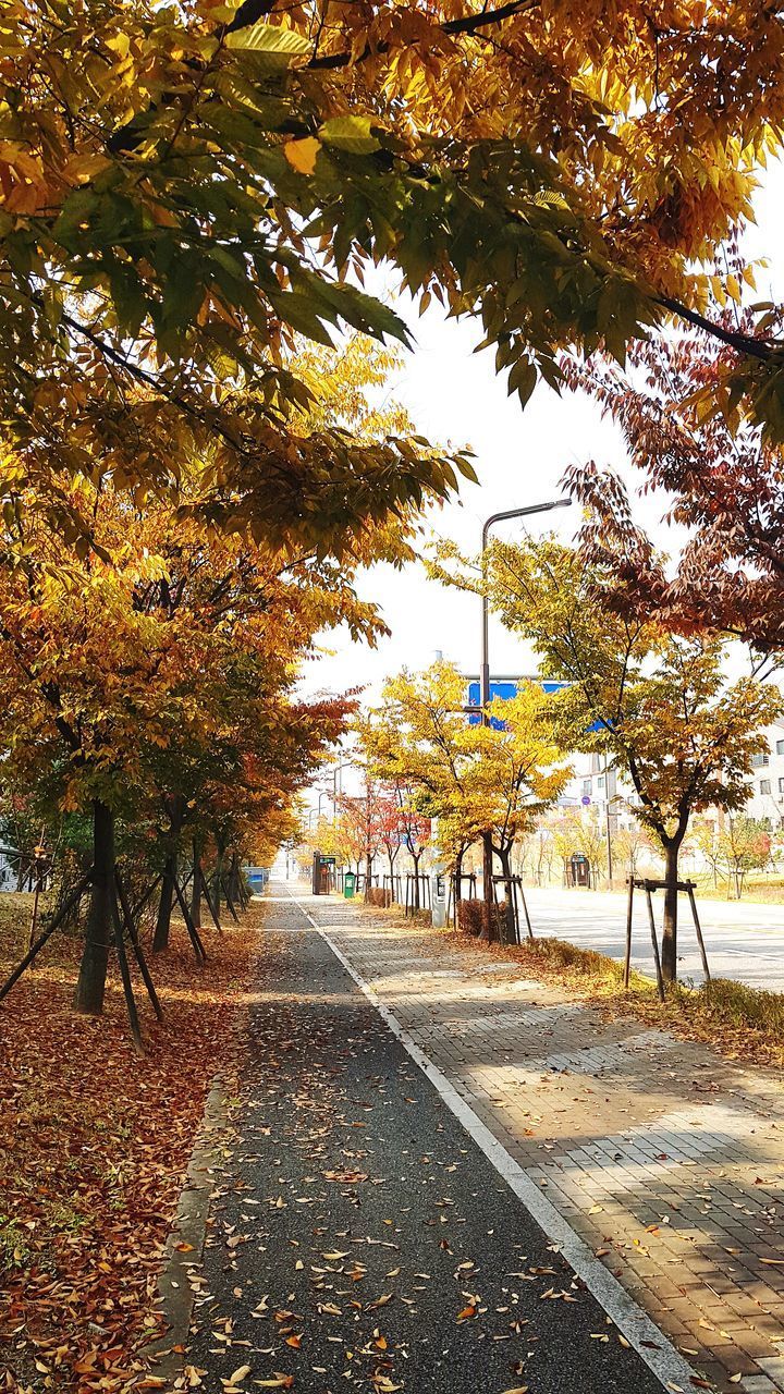 AUTUMN LEAVES ON FOOTPATH IN PARK