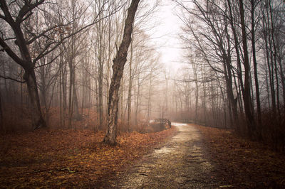 Dirt road amidst trees in forest during autumn