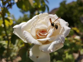 Close-up of insect on white flower