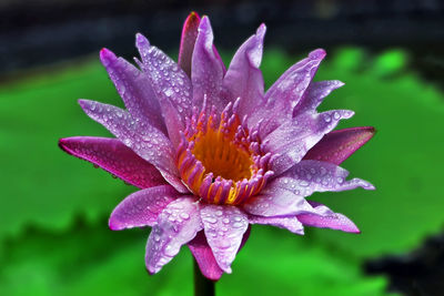 Close-up of wet purple flowering plant