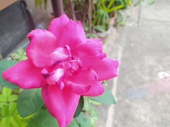 Close-up of pink rose