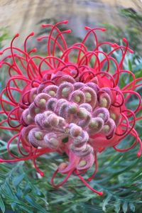 Close-up of red flowers