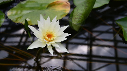 Close-up of white flowering plant