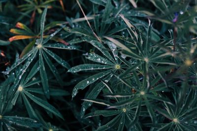 Full frame shot of wet plants during rainy season