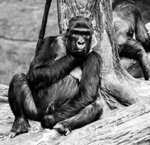 Portrait of female gorilla sitting outdoors