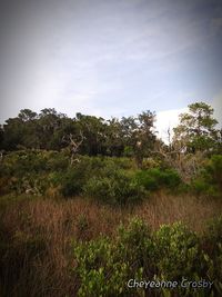 Plants growing on field against sky