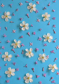 High angle view of flowers against blue background