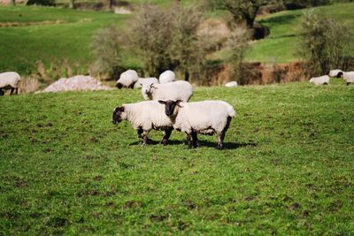 Sheep in a field