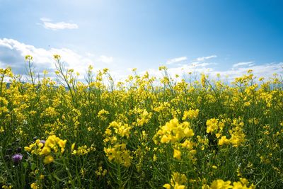 Scenic view of oilseed rape field against sky