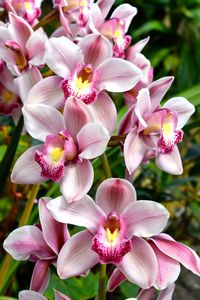 Close-up of fresh pink flowers blooming in park