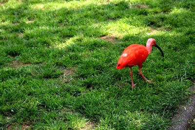 View of a bird on field