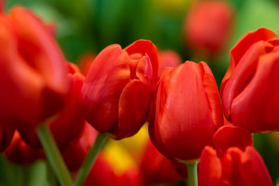 Close-up of red tulips