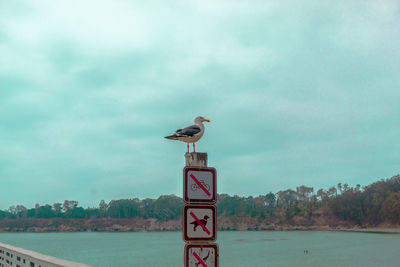 Bird perching on pole against sky