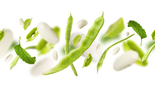 Close-up of leaves against white background
