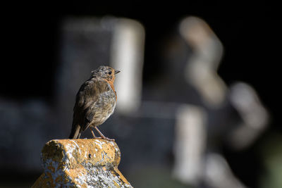 Close-up of bird perching on wood