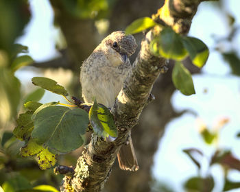 Bird perching on a branch