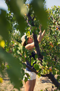 Side view of woman harvesting oranges at orchard