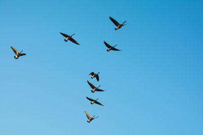 Low angle view of canada geese flying against clear blue sky