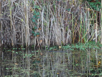 Scenic view of lake in forest